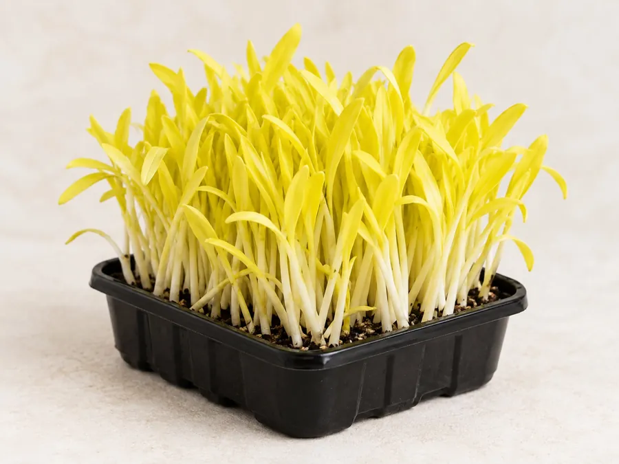 Micro-milho-pipoca, rebentos amarelo-vivo numa caixa preta