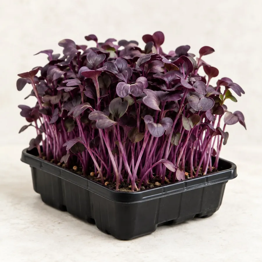 Micro-rabanete roxo, caules e folhas roxos numa caixa preta