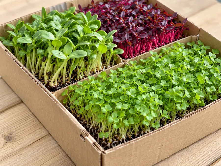 Três variedades de microvegetais lado a lado numa caixa de cartão