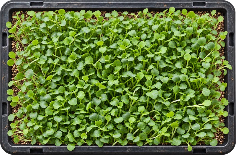 O mesmo tabuleiro dez dias depois, coberto de microvegetais